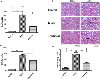 Integrated Analysis of m6A Methylome in Cisplatin-Induced Acute Kidney Injury and Berberine Alleviation in Mouse